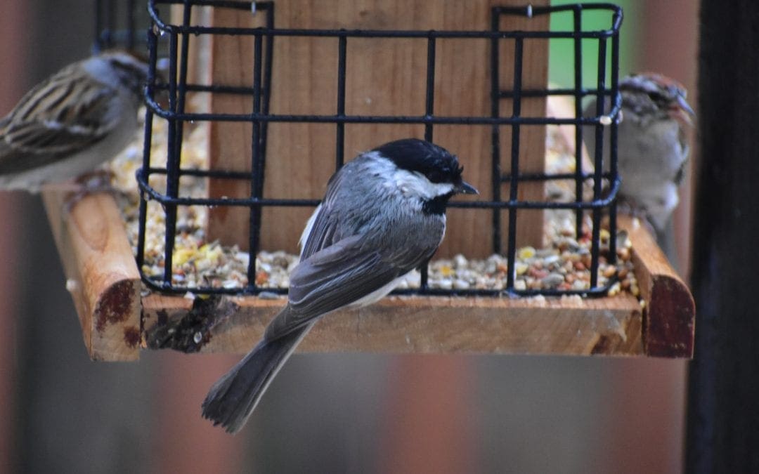 Birds of Winter: Feeding Tips to Keep Your Backyard Flock Happy